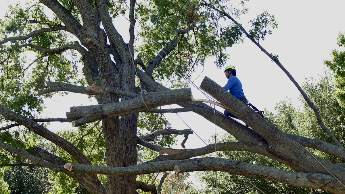Professional Crown Thinning performed by certified arborists in Sharon Grove