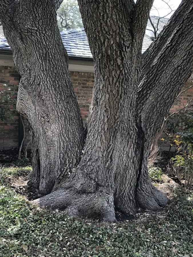 Mature heritage tree close to a Sharon Grove property cared for by certified arborists